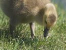Young goslings ... 