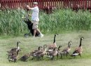 A golfer looks for his ball in a water trap at John Blumberg Golf Course Friday afternoon as geese and goslings run for safety- See Joe Bryksas 30 day goose challenge- Day 24 June 15, 2012   (JOE BRYKSA / WINNIPEG FREE PRESS)