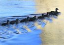 A female Mallard duck leads a group of duckings on a morning swim through the reflections in the Assiniboine River at The Forks Monday.     (WAYNE GLOWACKI/WINNIPEG FREE PRESS) Winnipeg Free Press  June 18 2012