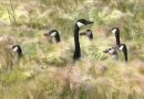 Geese take cover in long grass in the Tuxedo Business Park near Route 90 Wednesday- Day 28 June 27, 2012   (JOE BRYKSA / WINNIPEG FREE PRESS)