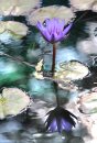 A water lily in full bloom is reflected in the pond at the Leo Mol Sculpture Garden Tuesday afternoon. Standup photo. Sept 11,  2012 (Ruth Bonneville/Winnipeg Free Press)