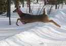 A deer leaps ... 