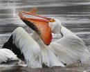 Down the Hatch- A pelican swallows a fresh fish that it caught on the Red River near Lockport, Manitoba. Wednesday morning- May 01, 2013   (JOE BRYKSA / WINNIPEG FREE PRESS)