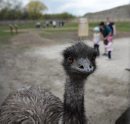 An Emu in the ... 