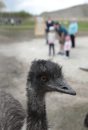 An Emu in the ... 