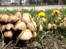 Some mushroom ... 