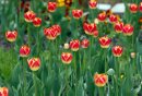 Stdup -Tulips ... 