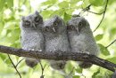 Crowded out of the old West Kildonan tree cavity where they were hatched, screech owlets sit in a row on Tuesday, June 18, 2013. According to area residents, the owlets parents have returned for the past four consecutive years. This year, there are five owlets in all. (JESSICA BURTNICK/WINNIPEG FREE PRESS)