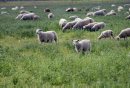 sheep graze in ... 