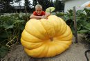 Giant Pumpkins ... 