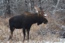 A bull moose ... 