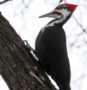 A pileated ... 