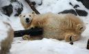 Polar bear cub ... 