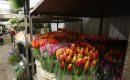 Tulips in ... 