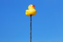 A antenna duck ... 