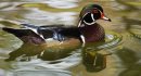 JOE BRYKSA/WINNIPEG FREE PRESS Local-(Standup photo)- A wood duck swims through the water with fall refections in Kildonan Park Thursday afternoon.