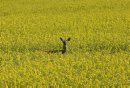 Brandon Sun 20072009 A white-tailed deer is surrounded by a sea of yellow while grazing in a field of canola north of Brandon on Monday morning. (Tim Smith/Brandon Sun)
