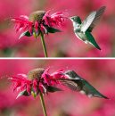JOE.BRYKSA@FREEPRESS.MB.CA Local-(Standup photo)- Humming Around- A female ruby -throated hummingbird fly's through the bee bomb  flowers Friday at the Assiniboine Park English Garden- Nectar from flowers are their main source of food. Hummingbirds wings can beat as fast as 75x times second. Better get a glimpse of them soon the birds fly far south for the winter - from Mexico to South America- JOE BRYKSA/WINNIPEG FREE PRESS- Sept 10, 2009