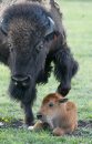 Marc Gallant/Winnipeg Free Press. Local/Standup- BABY BISON. Fort Whyte Centre's newest mother gently nudges her 50 pound, female bull calf awake. Calf born yesterday. 25 now in herd. Four more calfs are expected over the next four weeks. It is the bison's second calf. June 7, 2002.