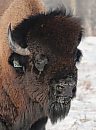 A bison bull ... 