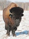 A bison bull ... 