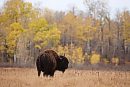 Plains bison ... 