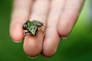 A tiny frog ... 