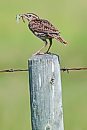 A meadowlark ... 