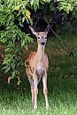 A fawn grazes ... 