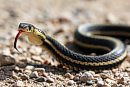A garter snake ... 
