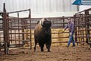 A bison heifer ... 