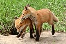 Two red fox ... 