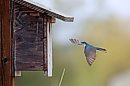 A tree swallow ... 