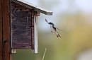 A tree swallow ... 