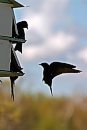 Purple Martins ... 