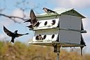 Purple Martins ... 