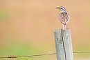 A meadowlark ... 