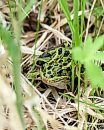 A spotted frog ... 