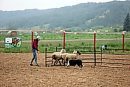 A dog herding ... 