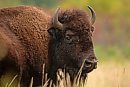 A bison grazes ... 