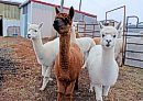 Female alpacas ... 