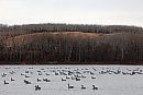 Canada geese ... 