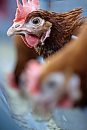 A laying hen ... 