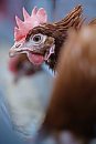 A laying hen ... 
