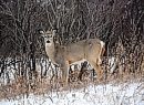 A deer looks ... 
