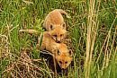 Two young red ... 