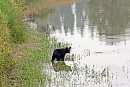 A black bear ... 