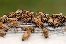 22082025
Honey ... 
