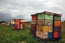 22082025
Honey ... 