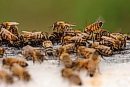 22082025
Honey ... 